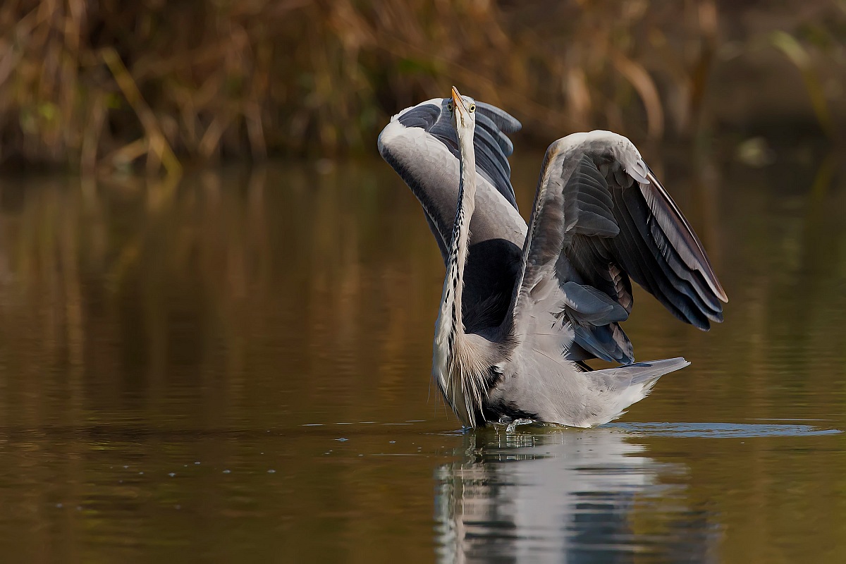 Provo a fare il cigno