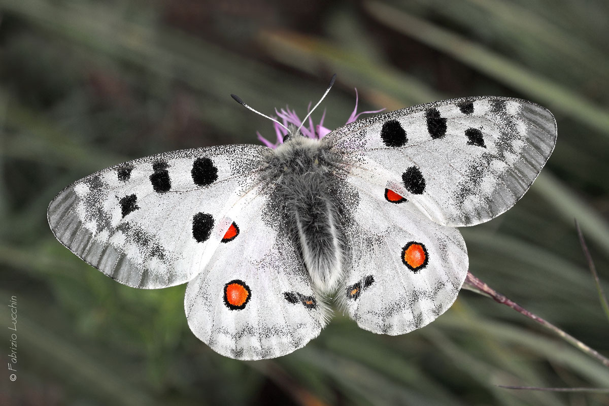 Parnassius apollo