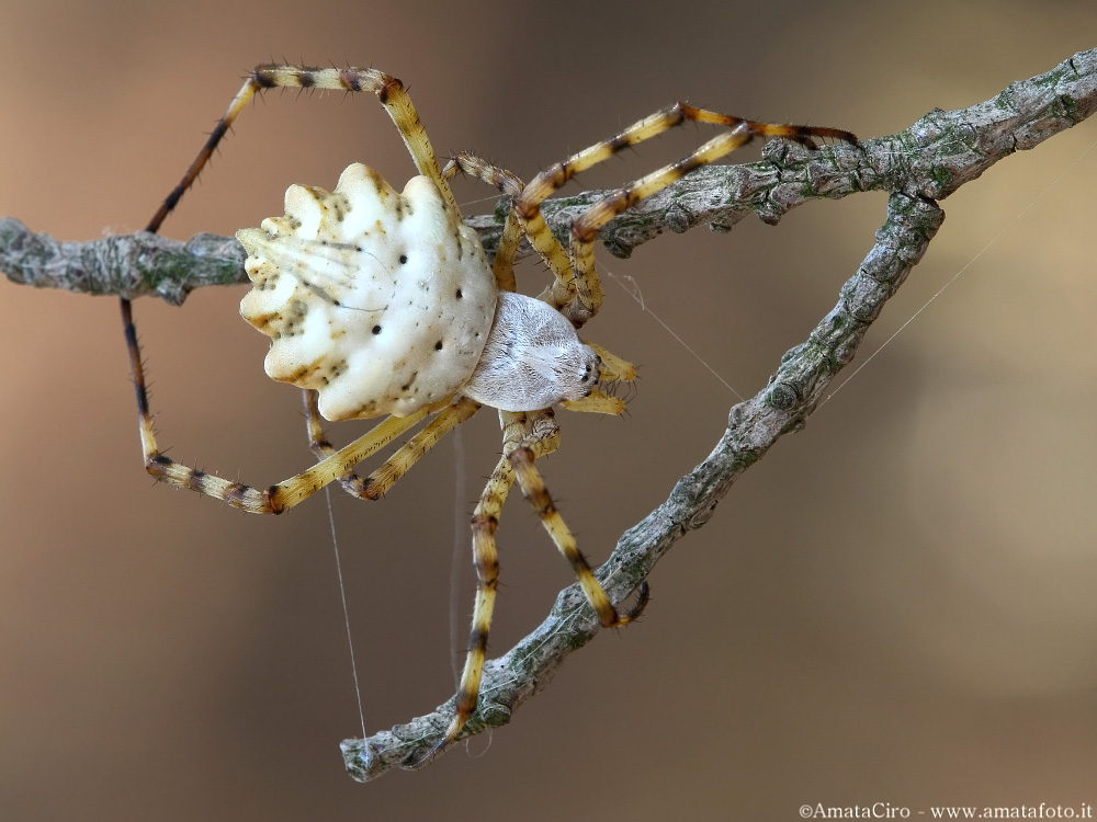 Argiope lobata