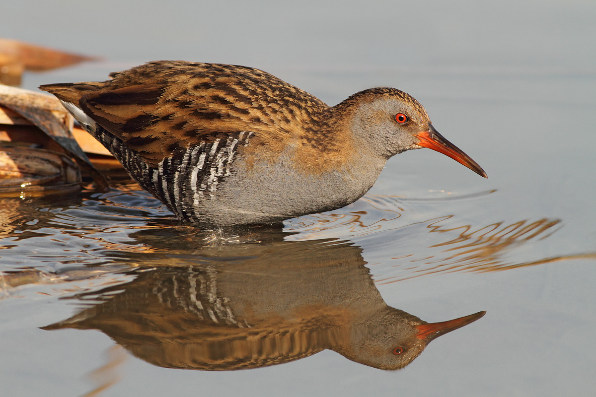 Circumspect ..........