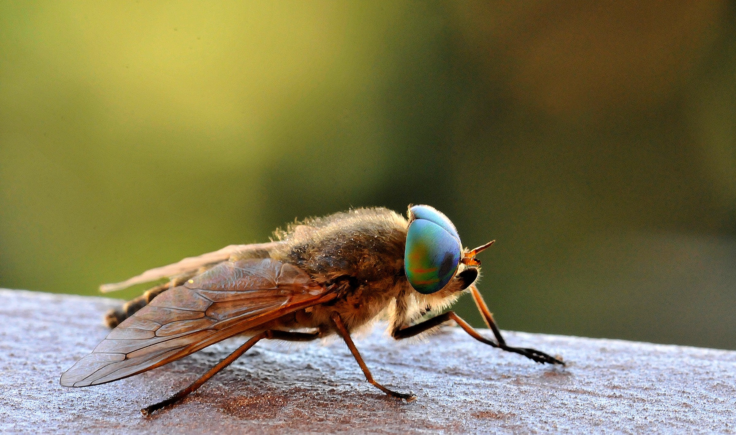 horsefly