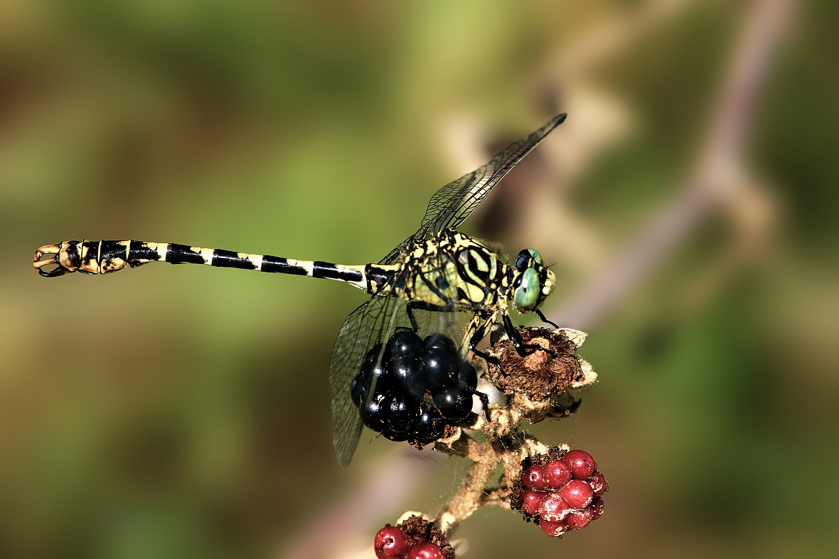 onychogomphus forcipatus