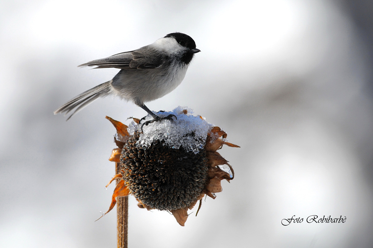 Cincia bigia...prima neve....