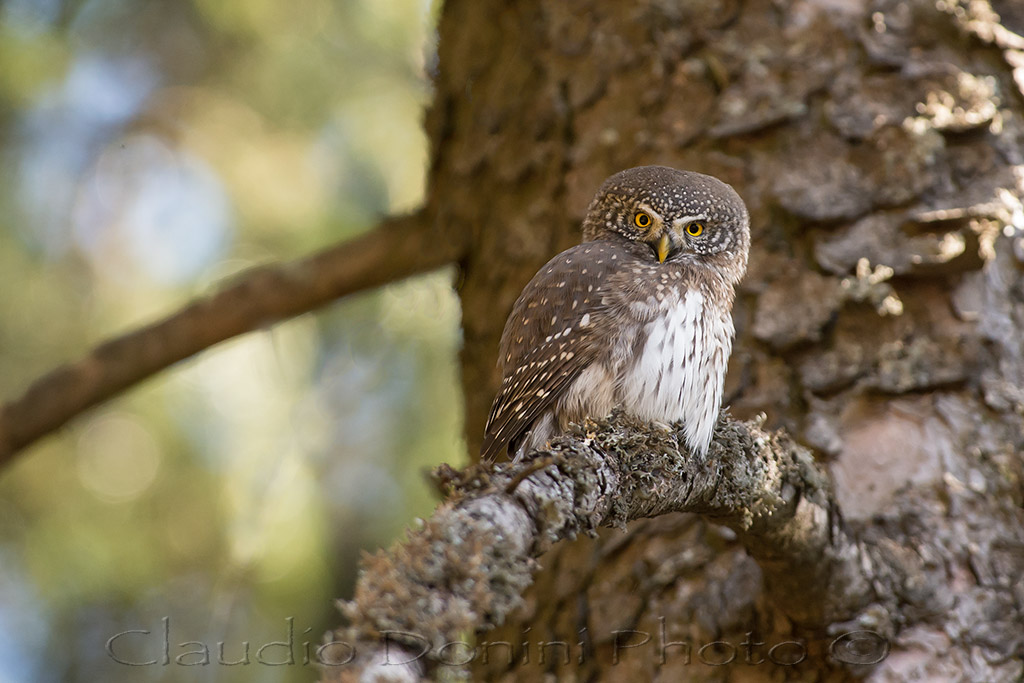 Give me your eyes ....