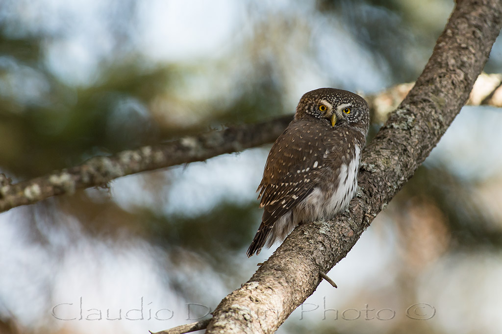 Pygmy Owl hypnotic