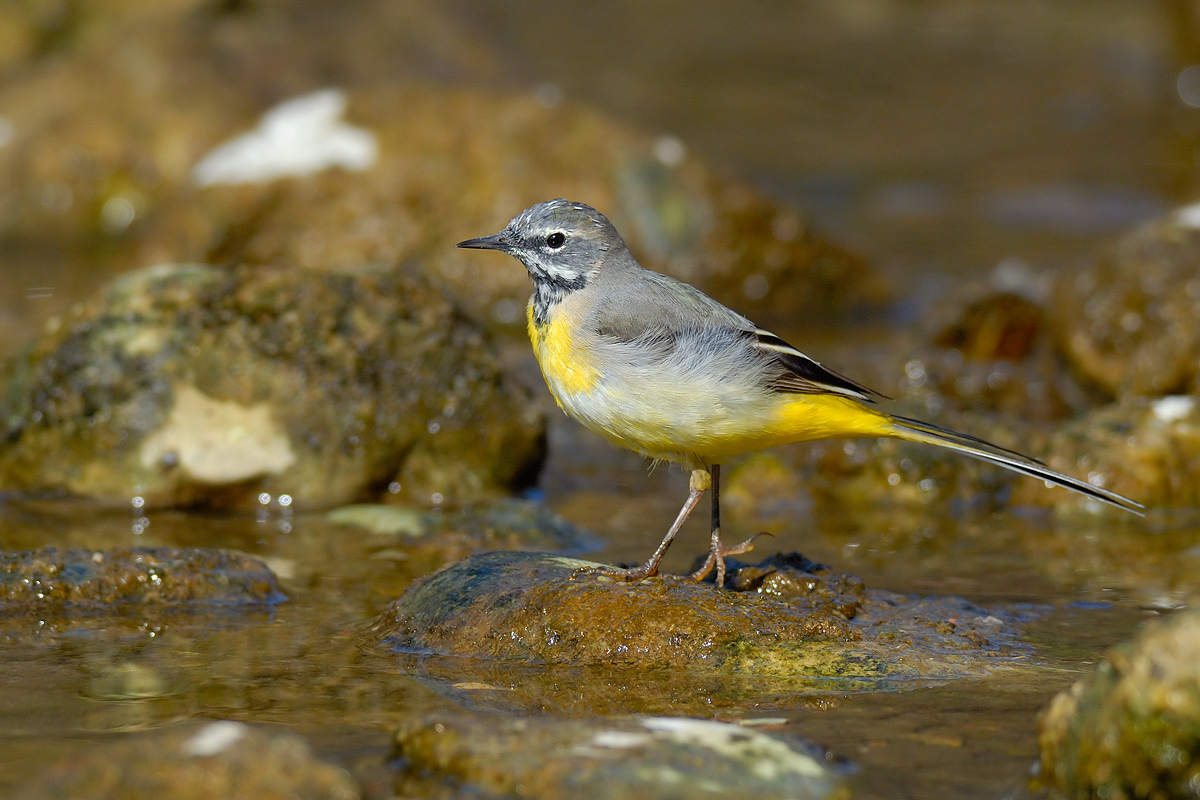 wagtail F.7, 1 1/800 iso 400 + 300mm.f4 tc.1, 4 nikon d200