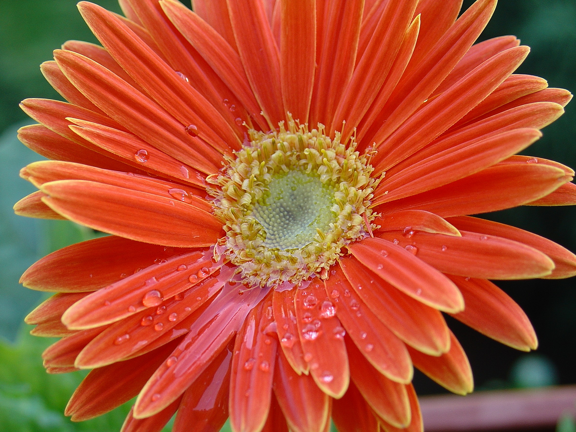 Orange gerbera after the rain