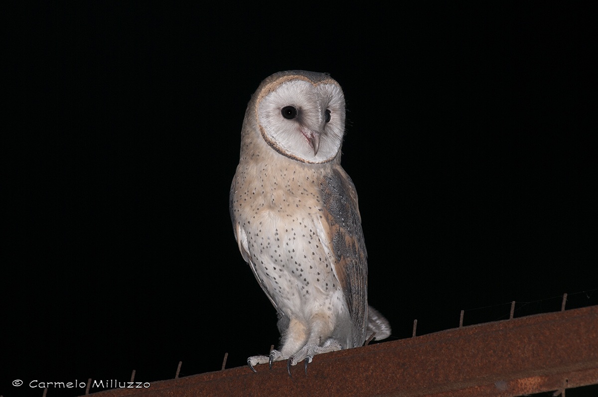 My first young barn owl -Barn Owl-