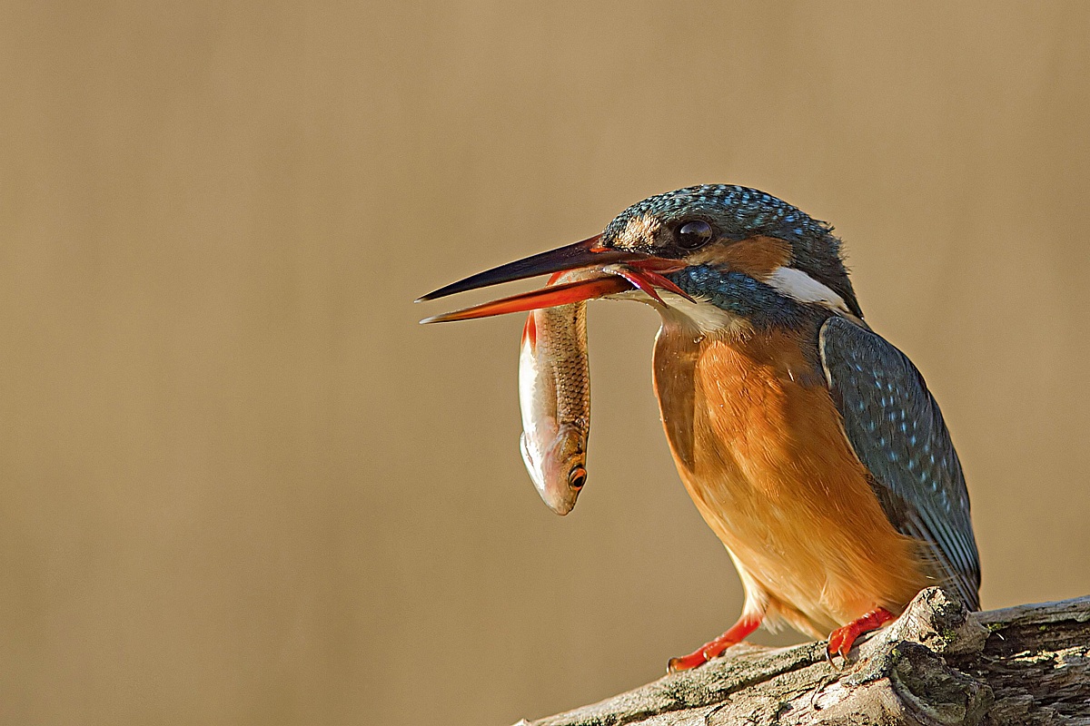 he had fallen asleep at dawn last only a fisherman