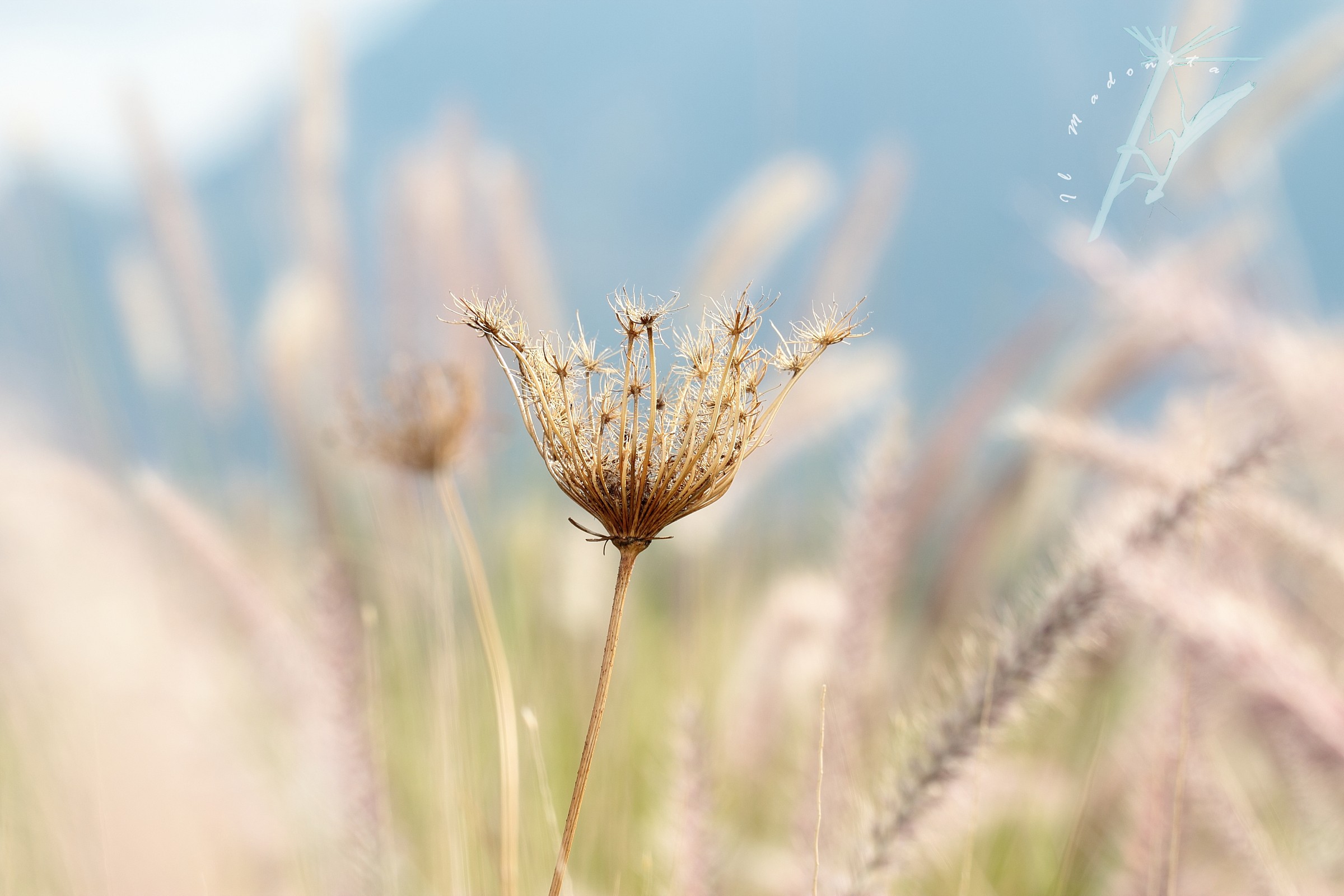 carota tra i fuochi d'artificio