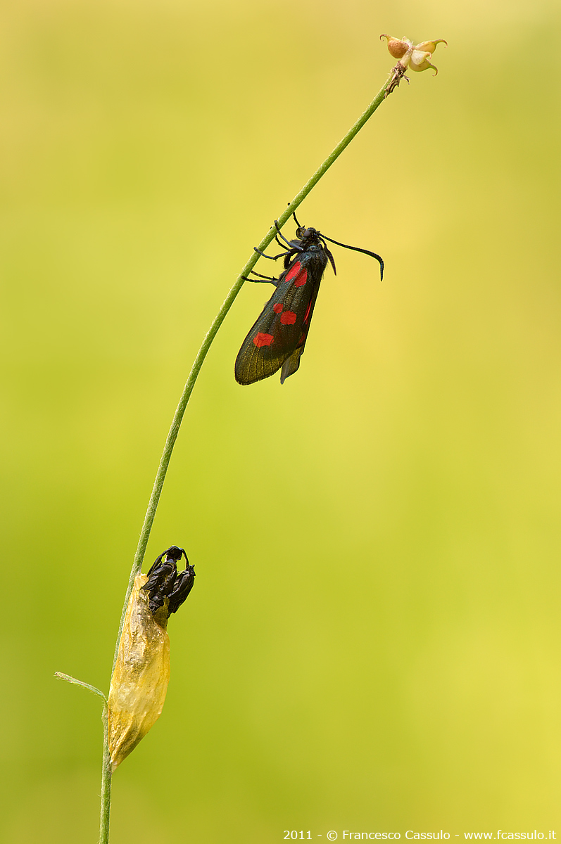 Zygaena