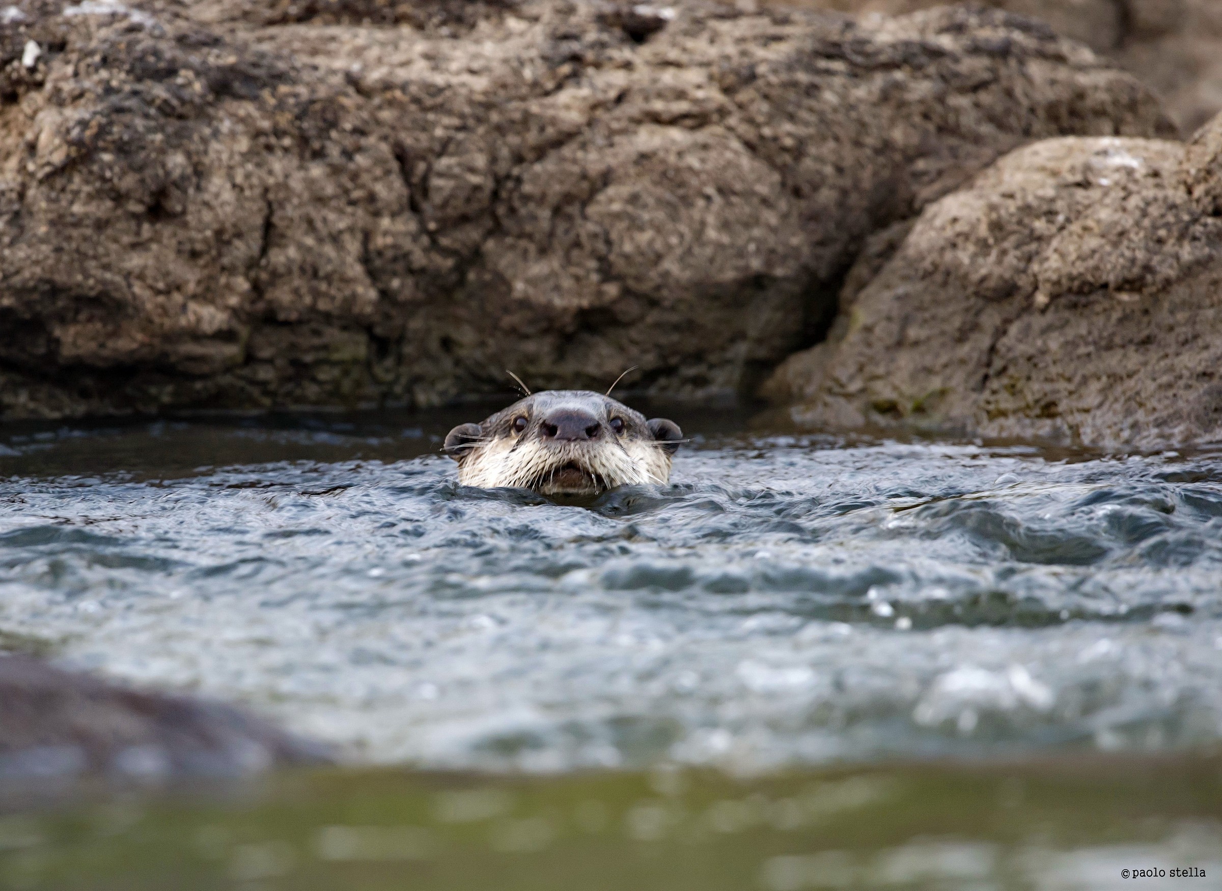 African Clawless Otter (Aonyx capensis)