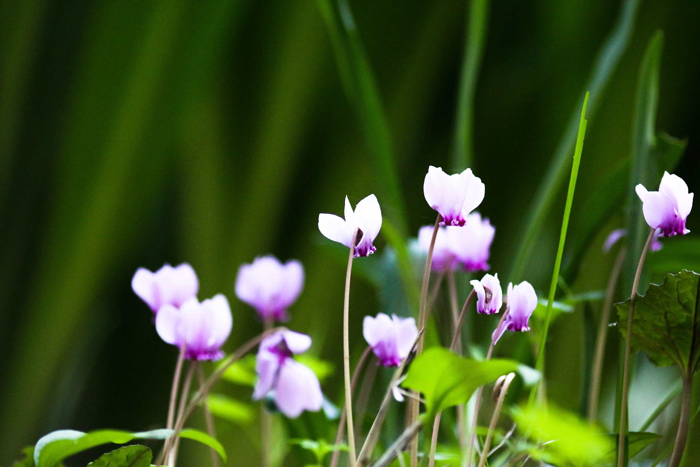 Cyclamen forest