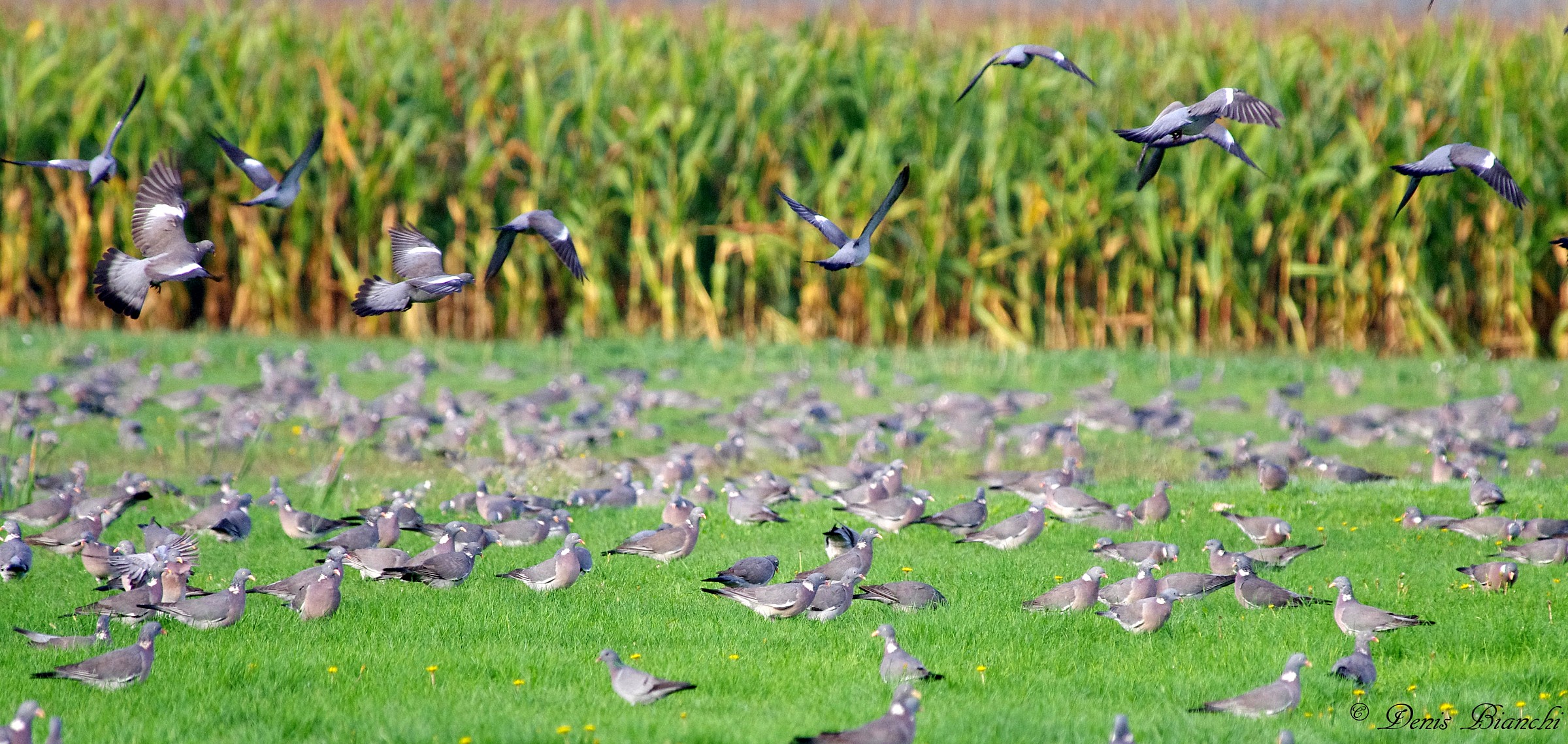 Pigeons looking for snails in the grass