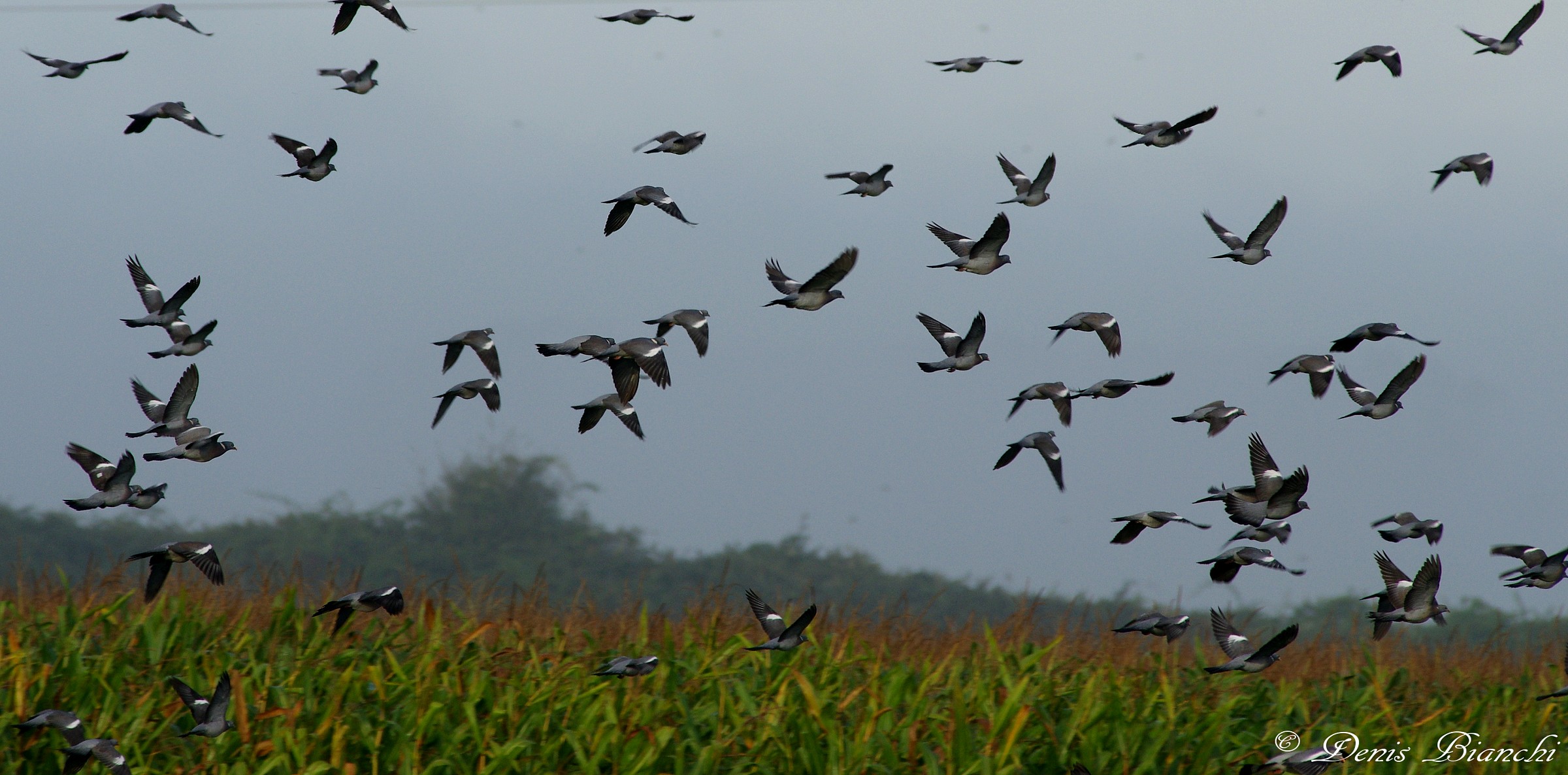 Stormo colombacci in volo radente sopra il mais