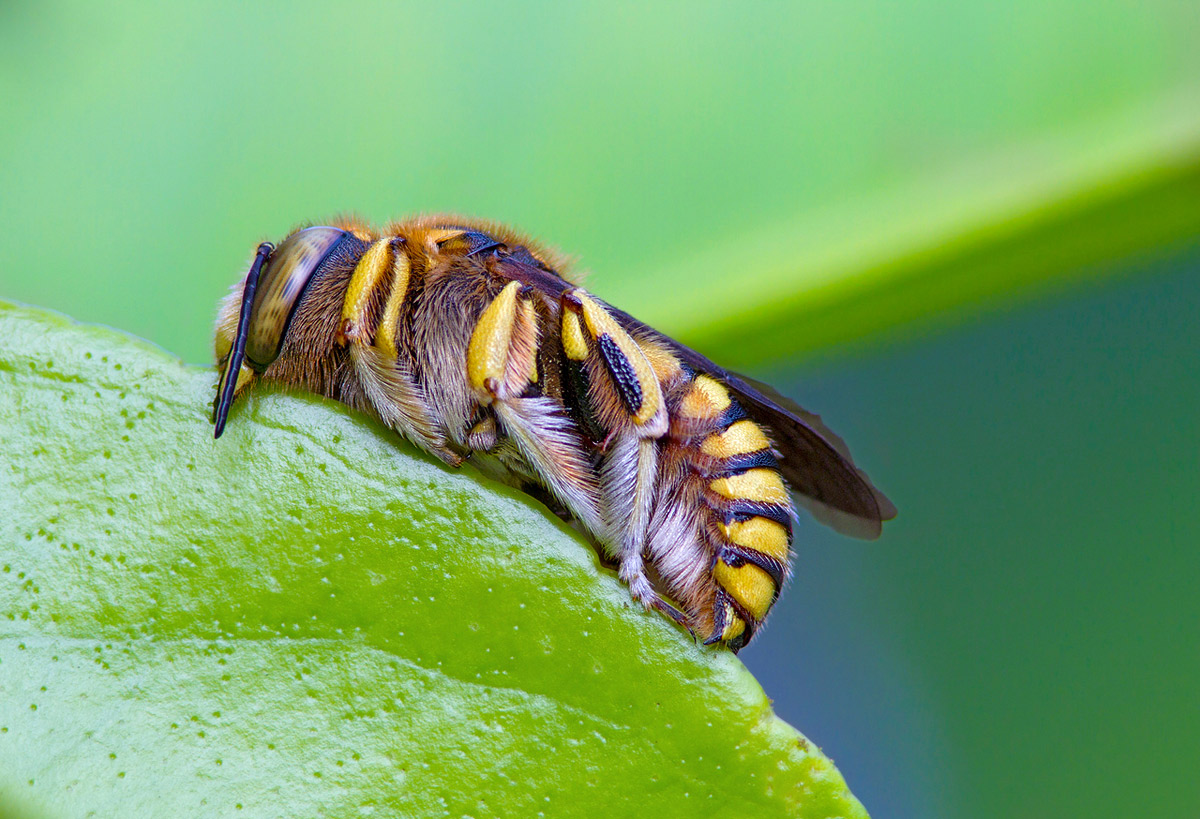 Nomada