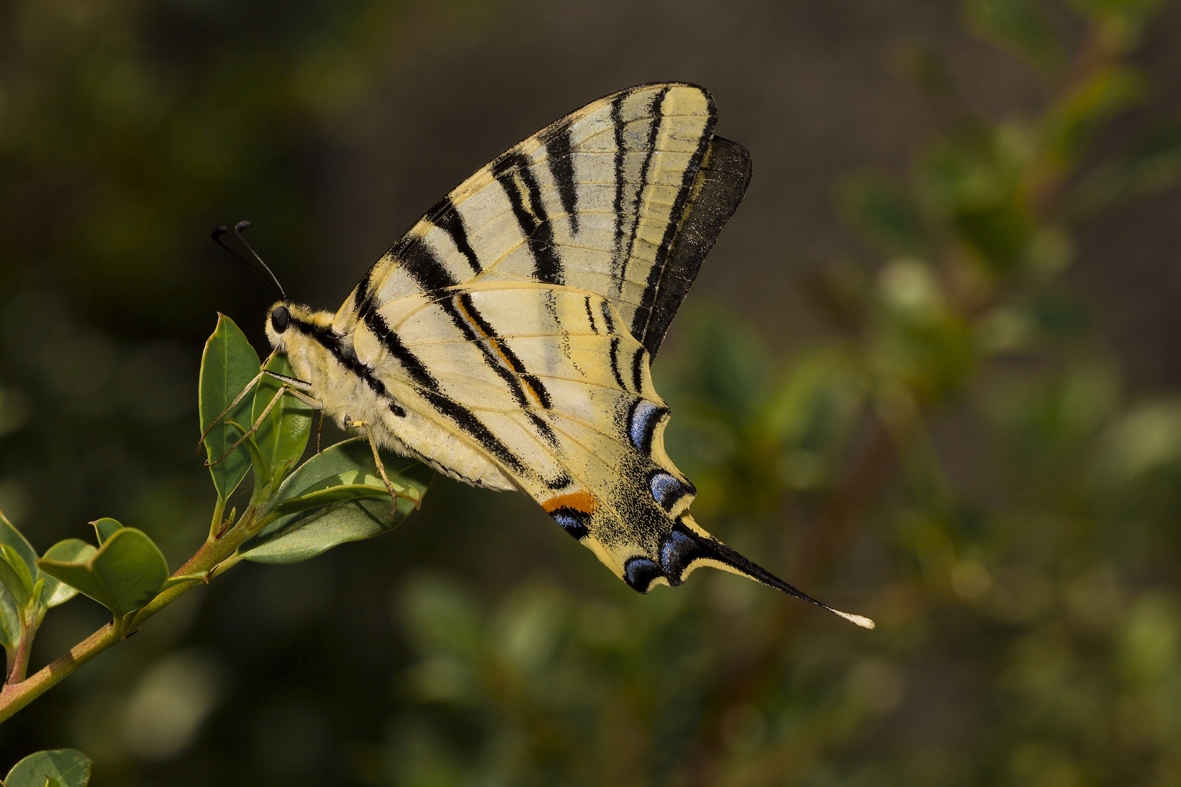 Papillon machaon