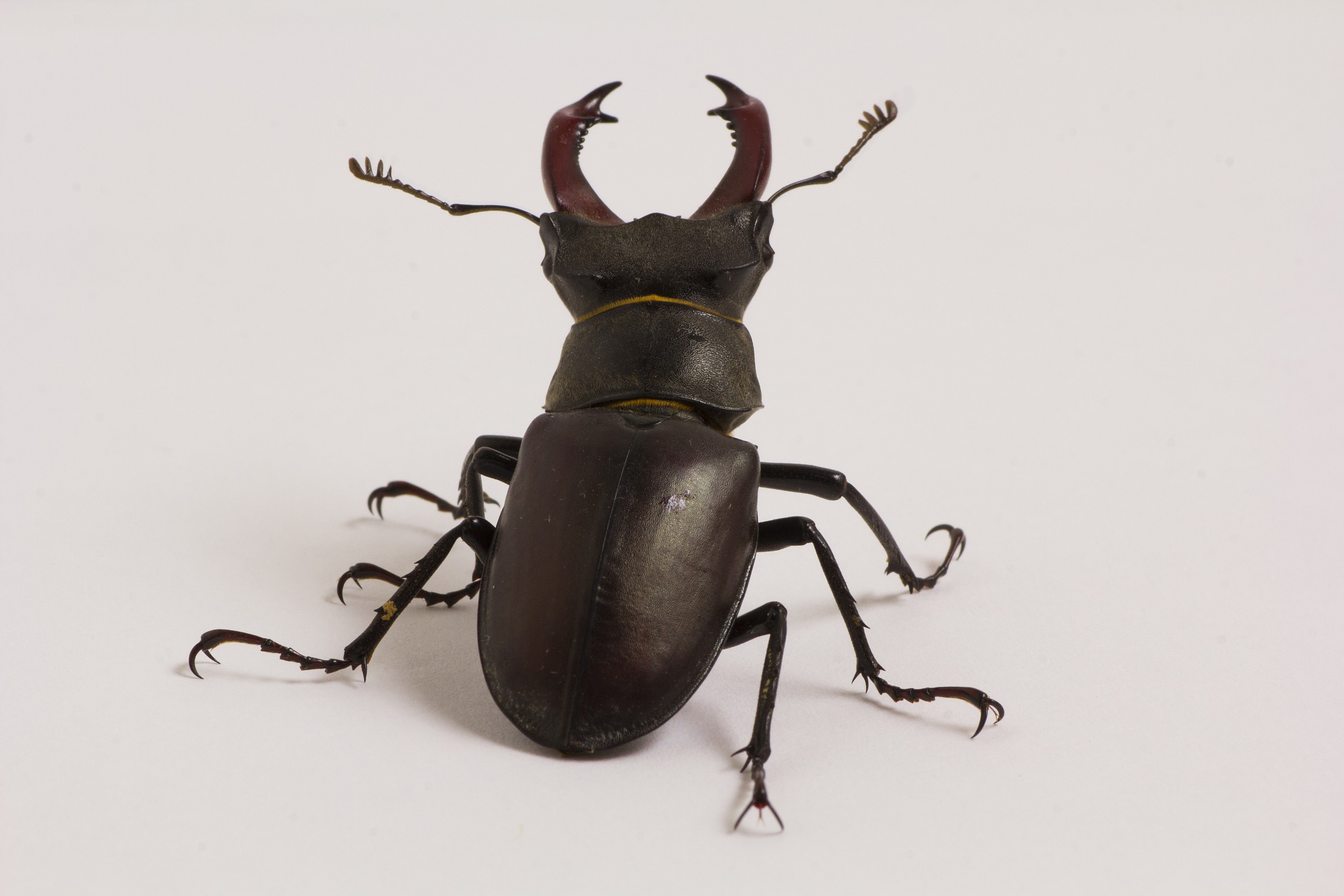 Lucanus cervus