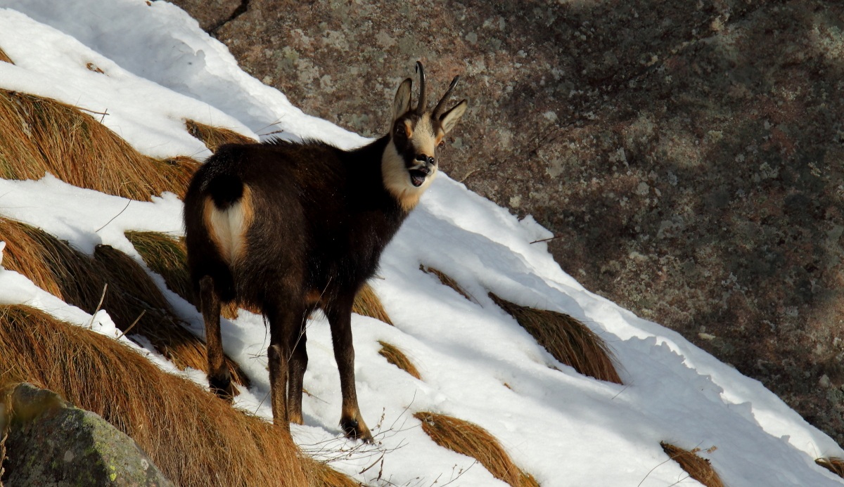 Annuso l'aria in cerca di femmine...
