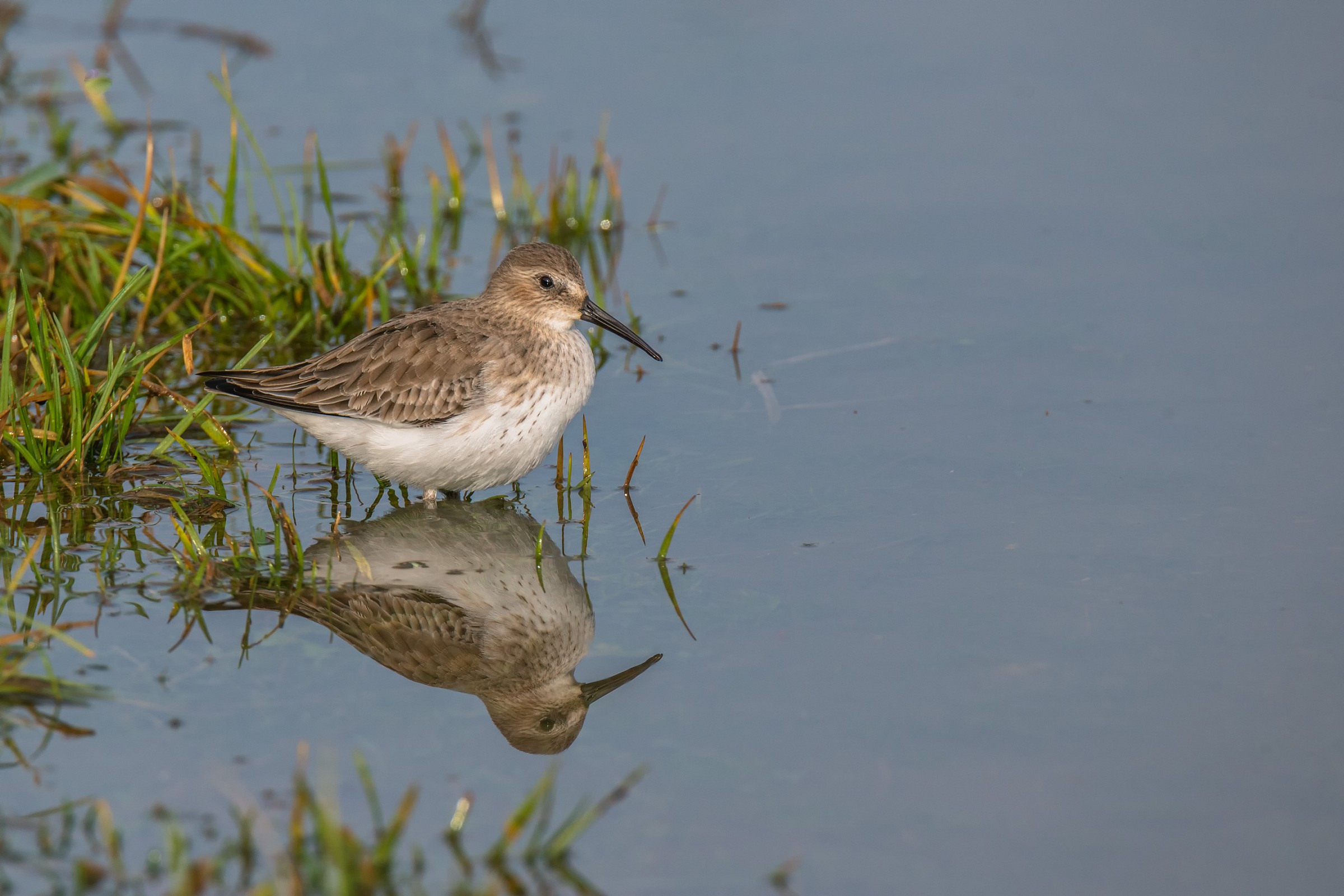 Calidris Alpina