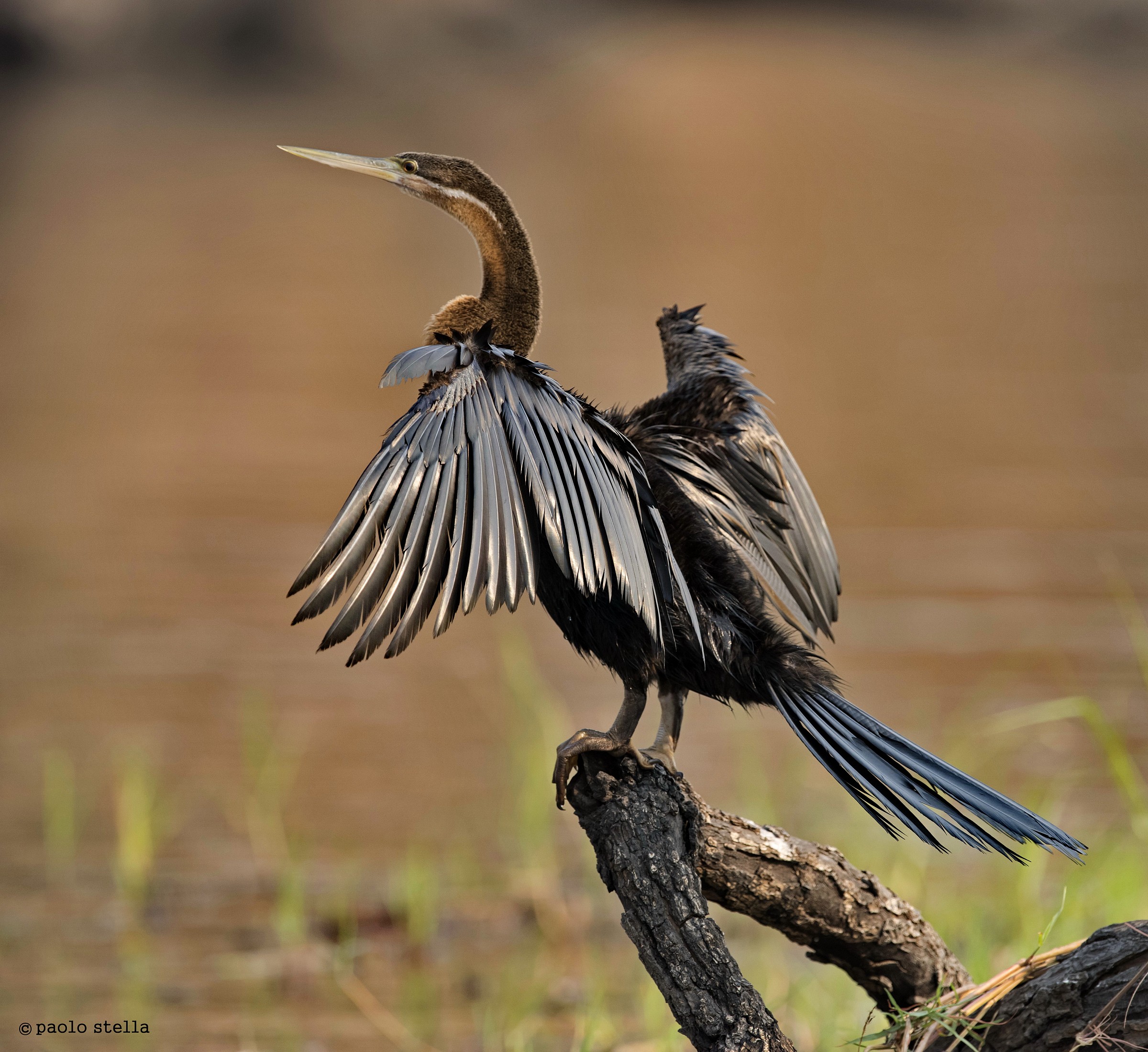 Reed Cormorant (Phalacrocorax africanus)