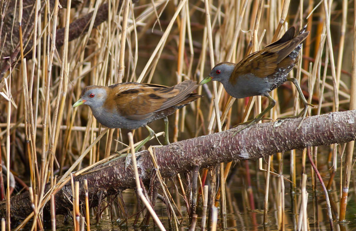 Doppia schiribilla ( Canon 7D 400 5,6  1/800  iso 1000 mano ...