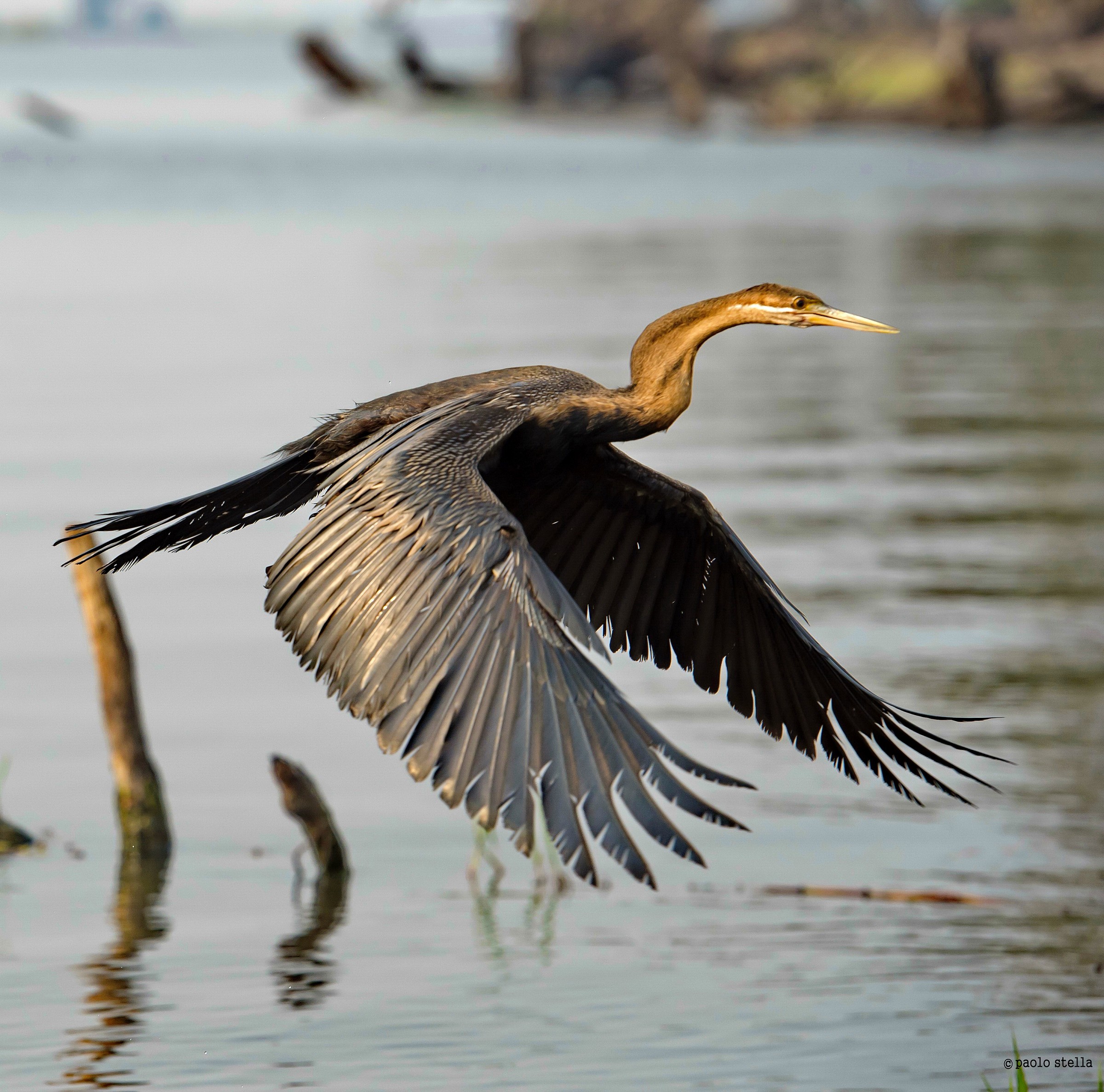 Flying African Darter
