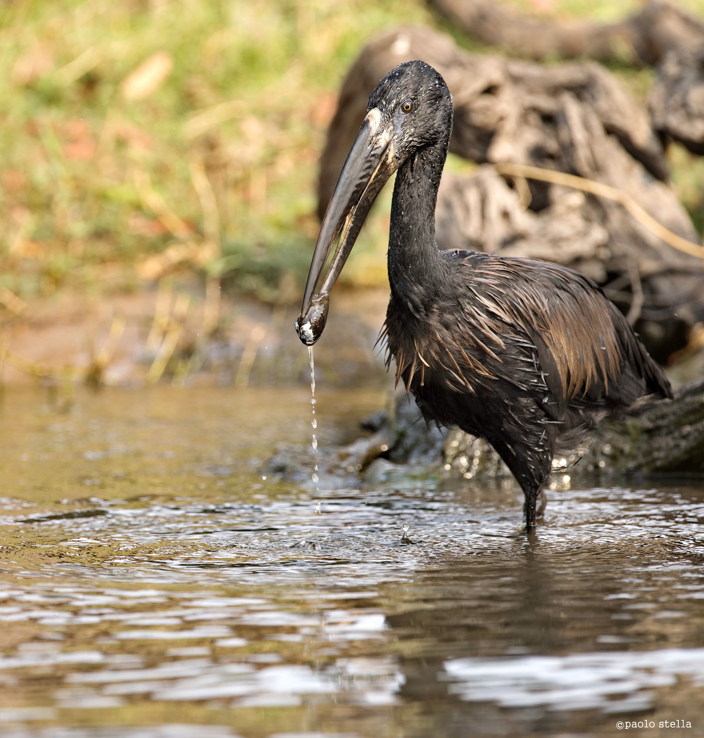African openbill Stork (African openbill)