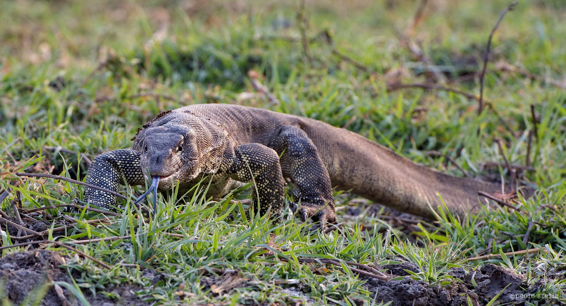 Water Monitor-Lizard