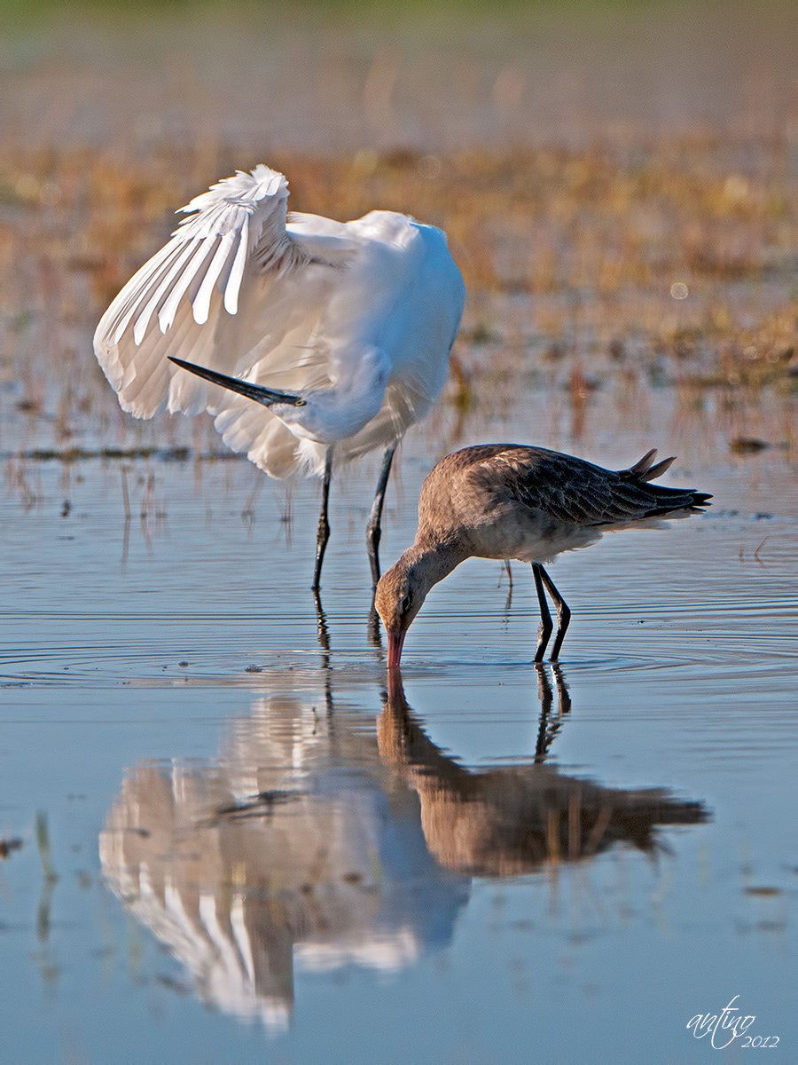 Godwit and Little Egret in the marsh