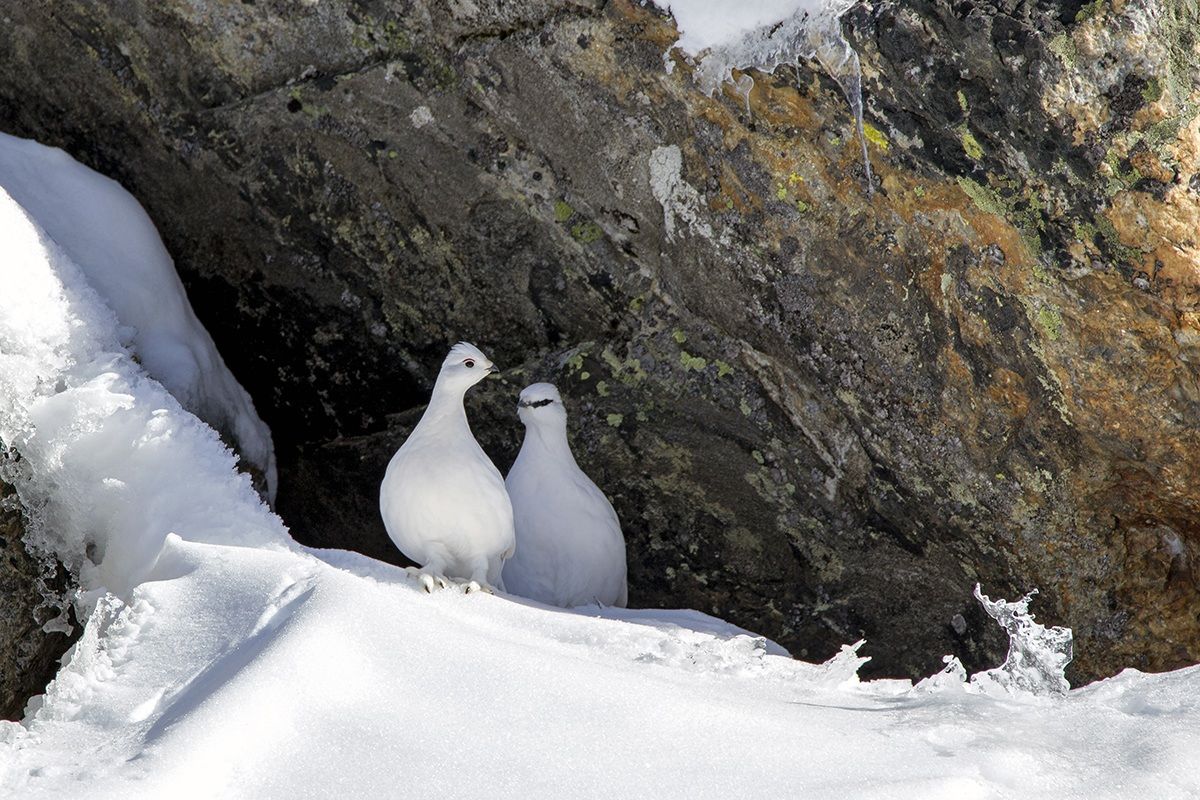 ptarmigan
