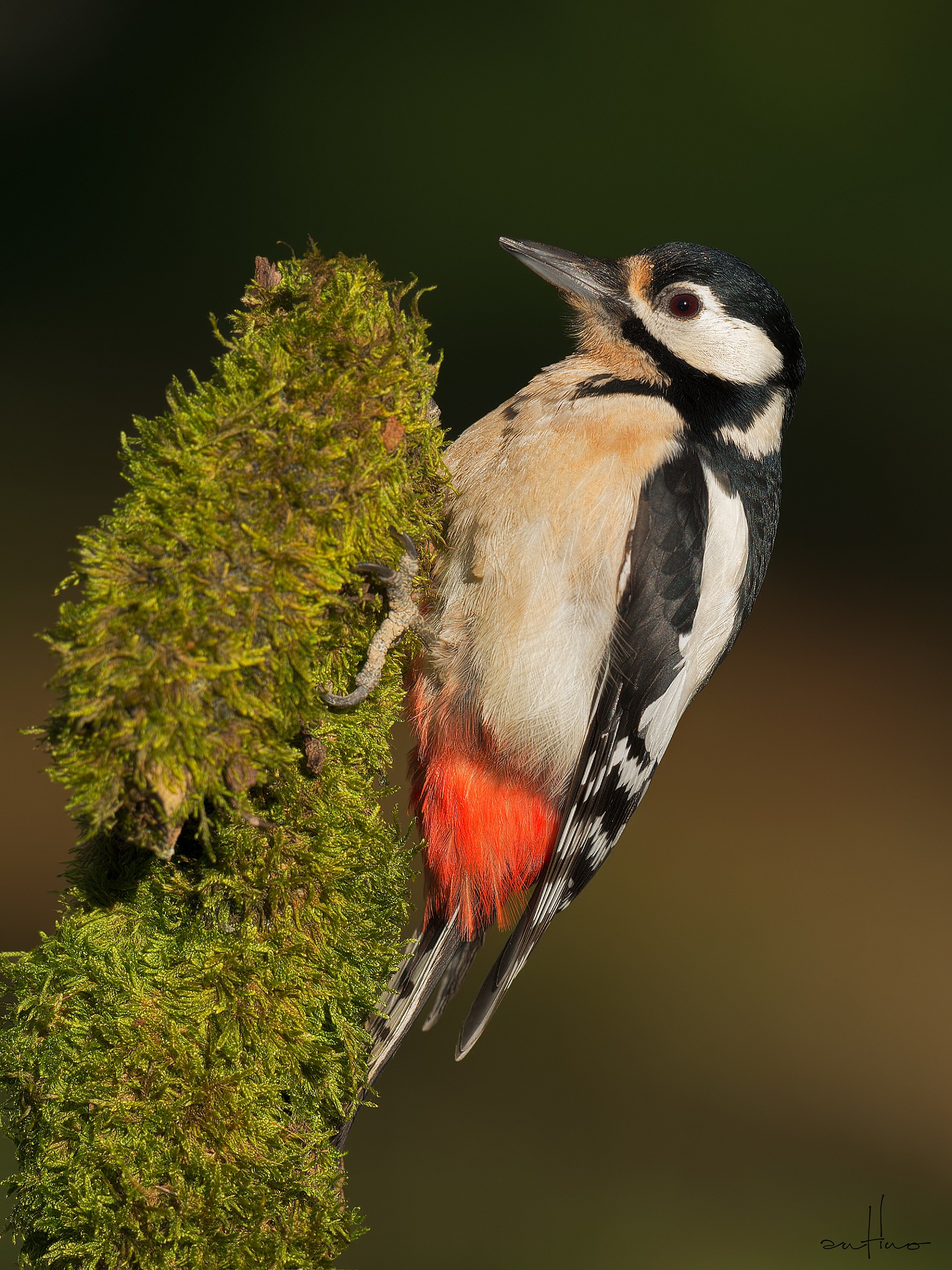Picchio rosso maggiore