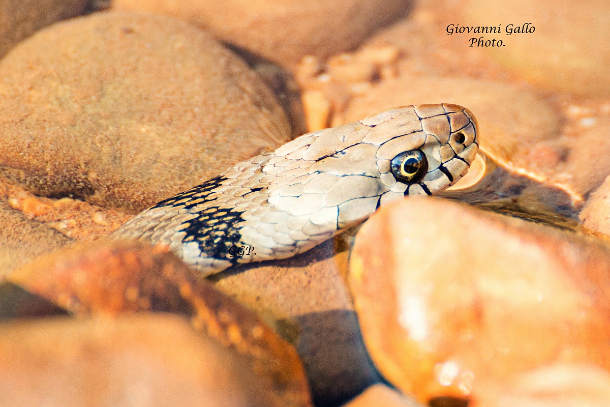 Biscia dal collare (Natrix natrix).