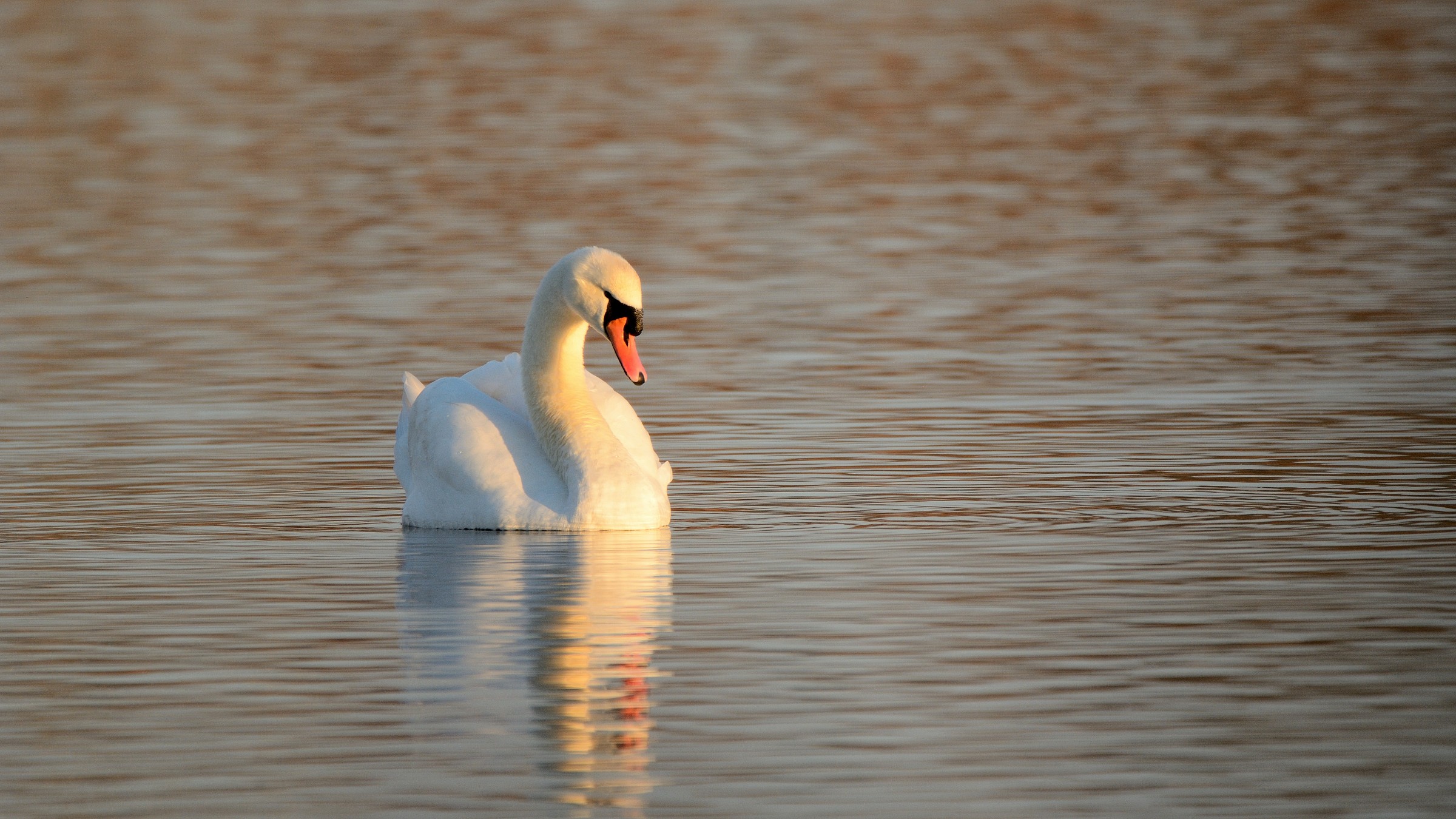 Lonely swan