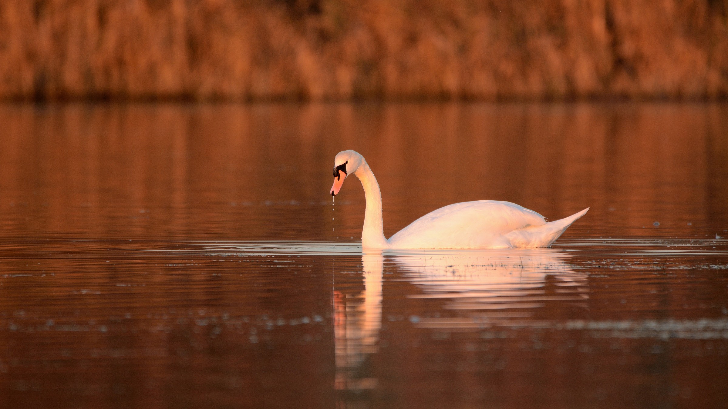 Swan at dusk