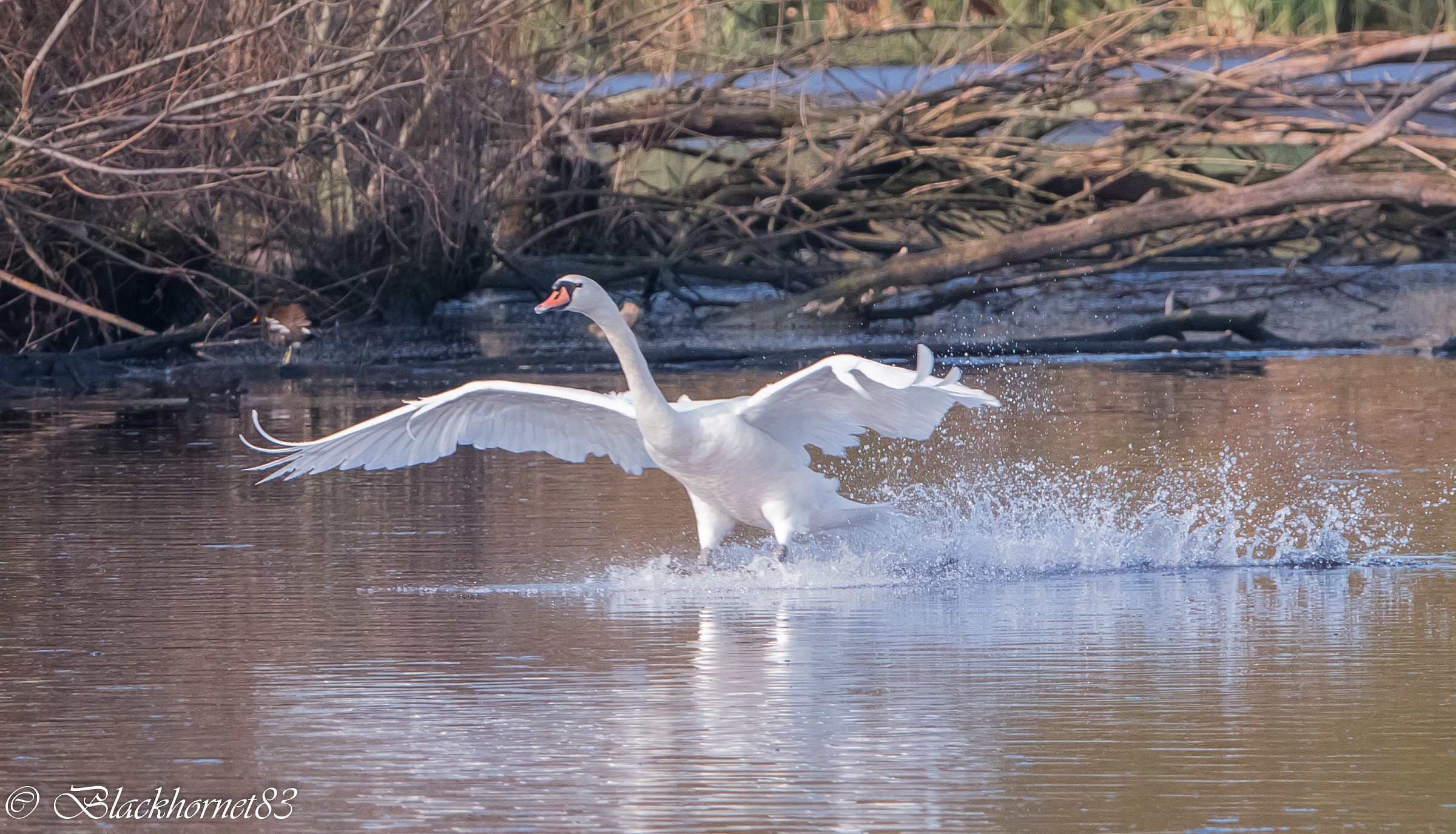 White Swan - The splashdown