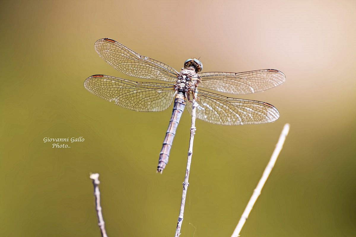 Alibellula