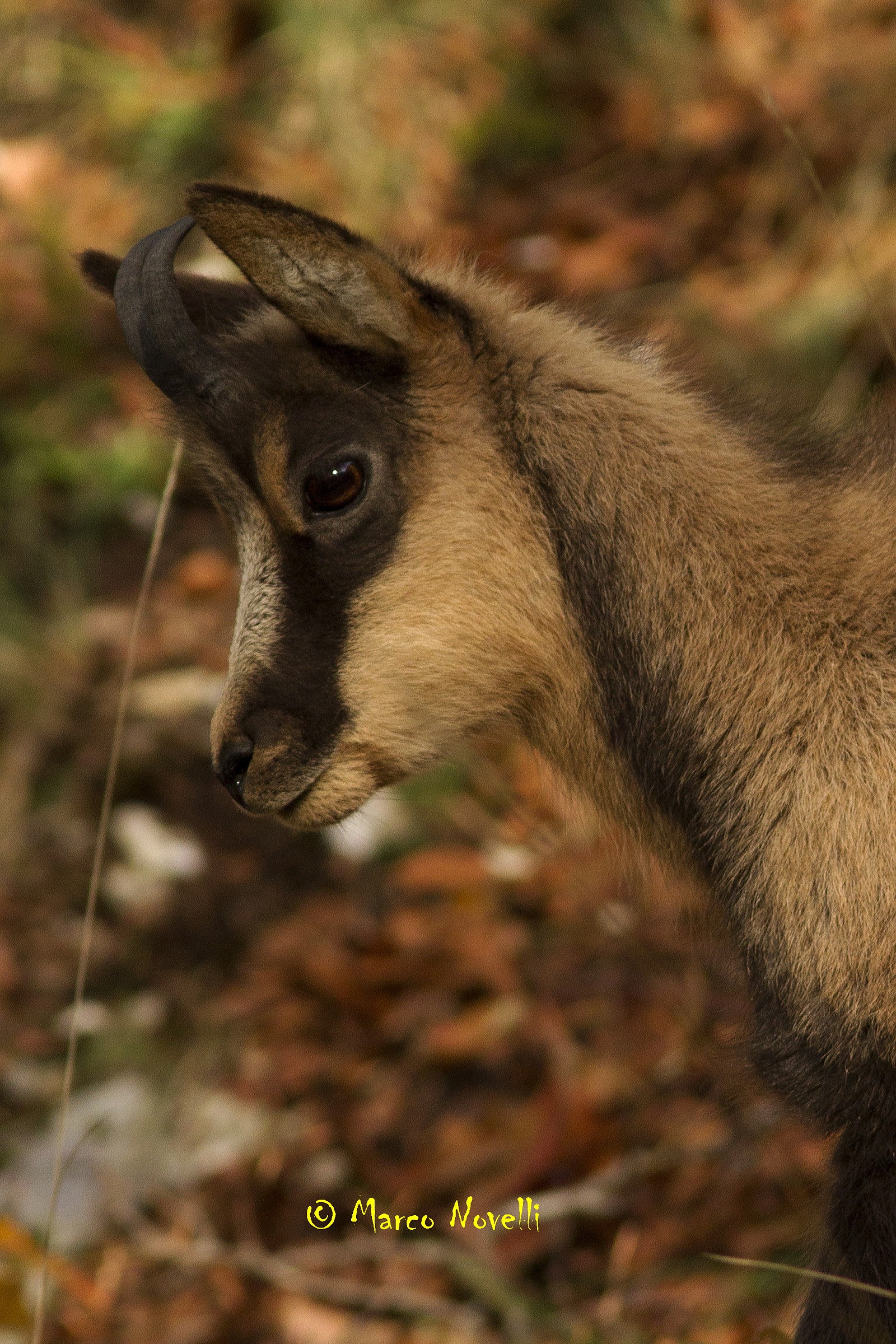 Yearling Camoscio appenninico