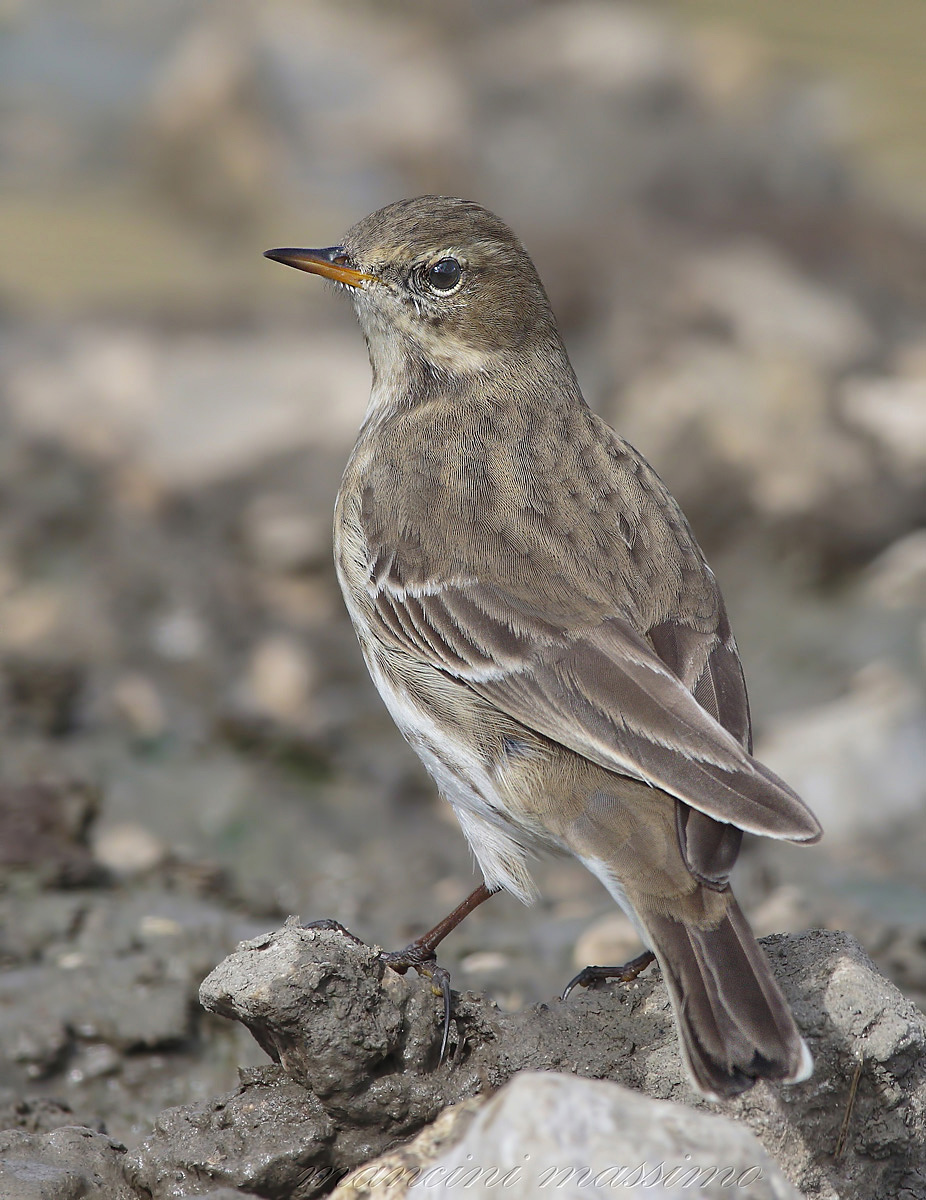 Pipit (Anthus spinoletta petrosus)