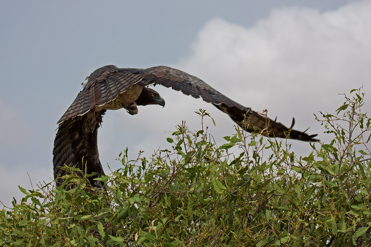 Eagle in flight savannah