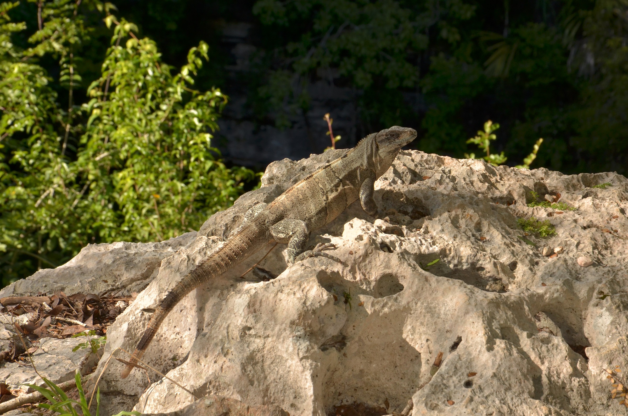 iguana