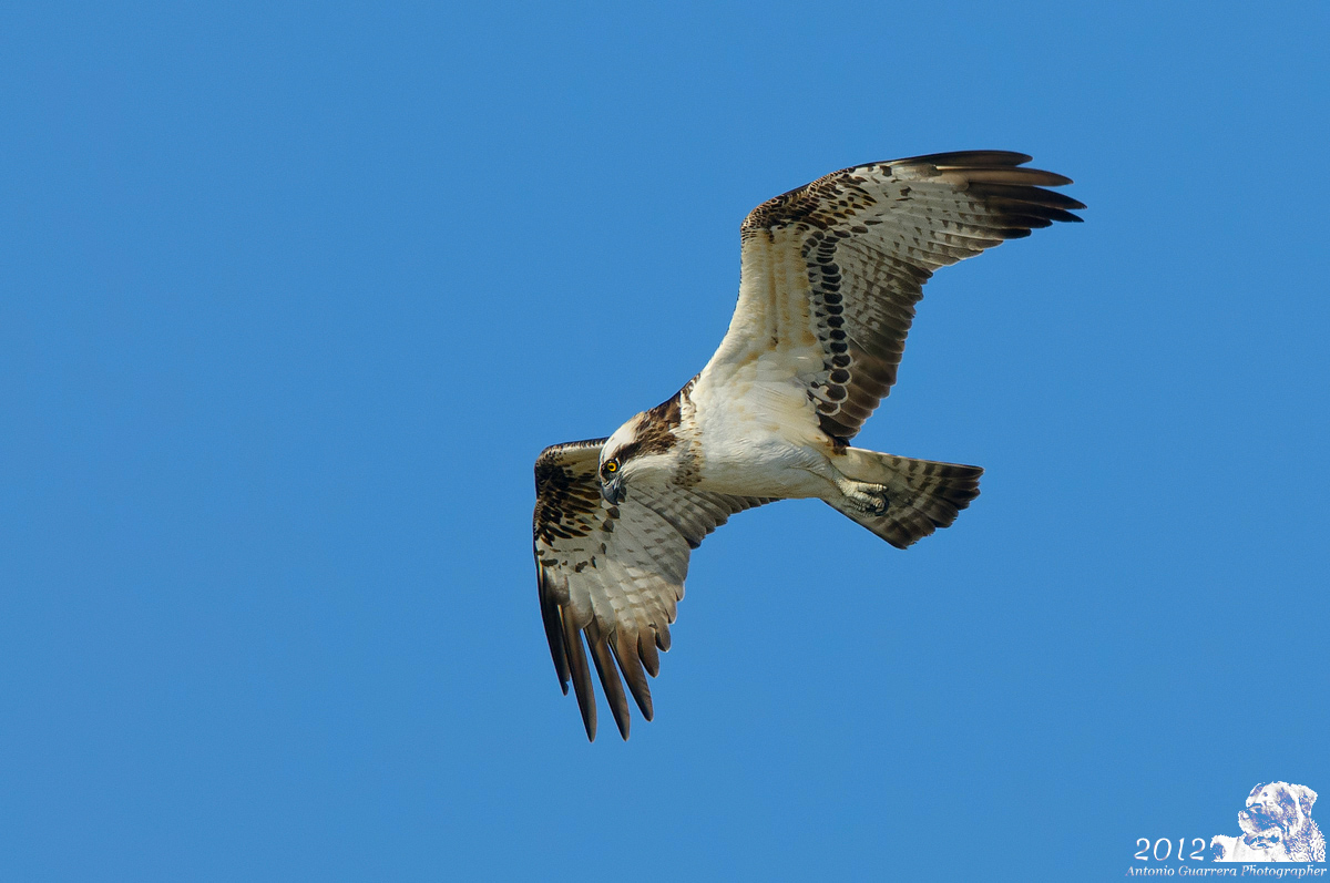 Osprey