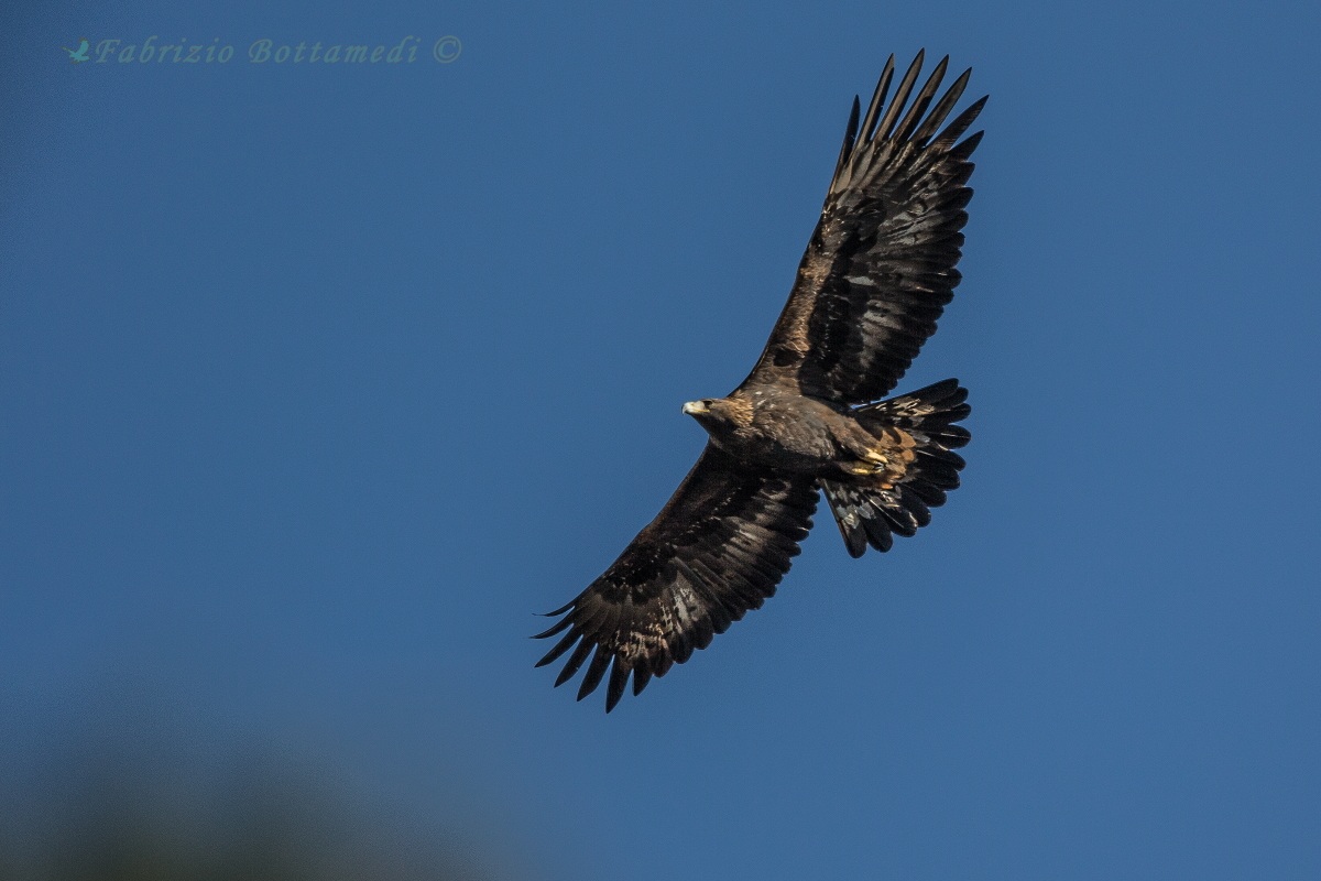 Thrilling encounter: The eagle!