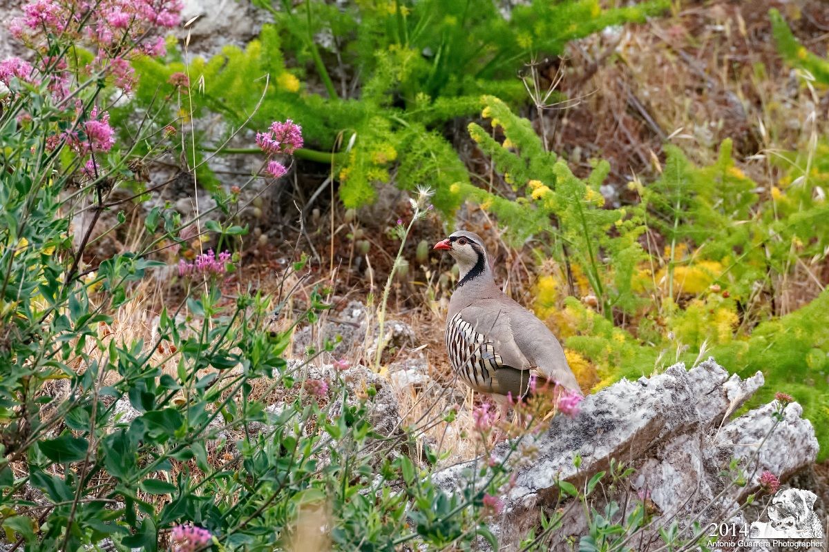 Coturnice di Sicilia (Alectoris graeca whitakeri)