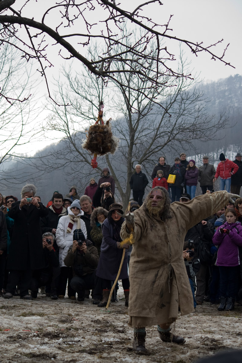 Si prova a decapitare il gallo