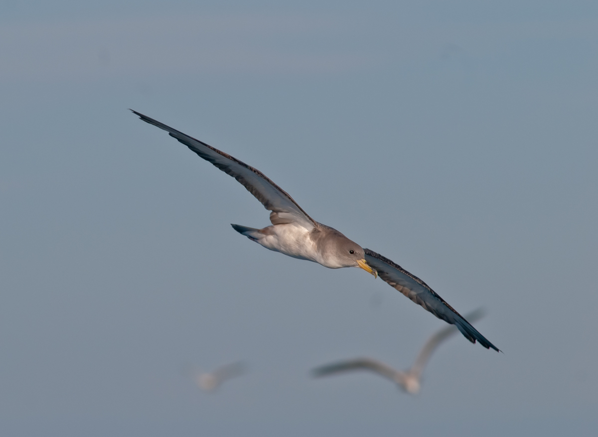 Cory's shearwater