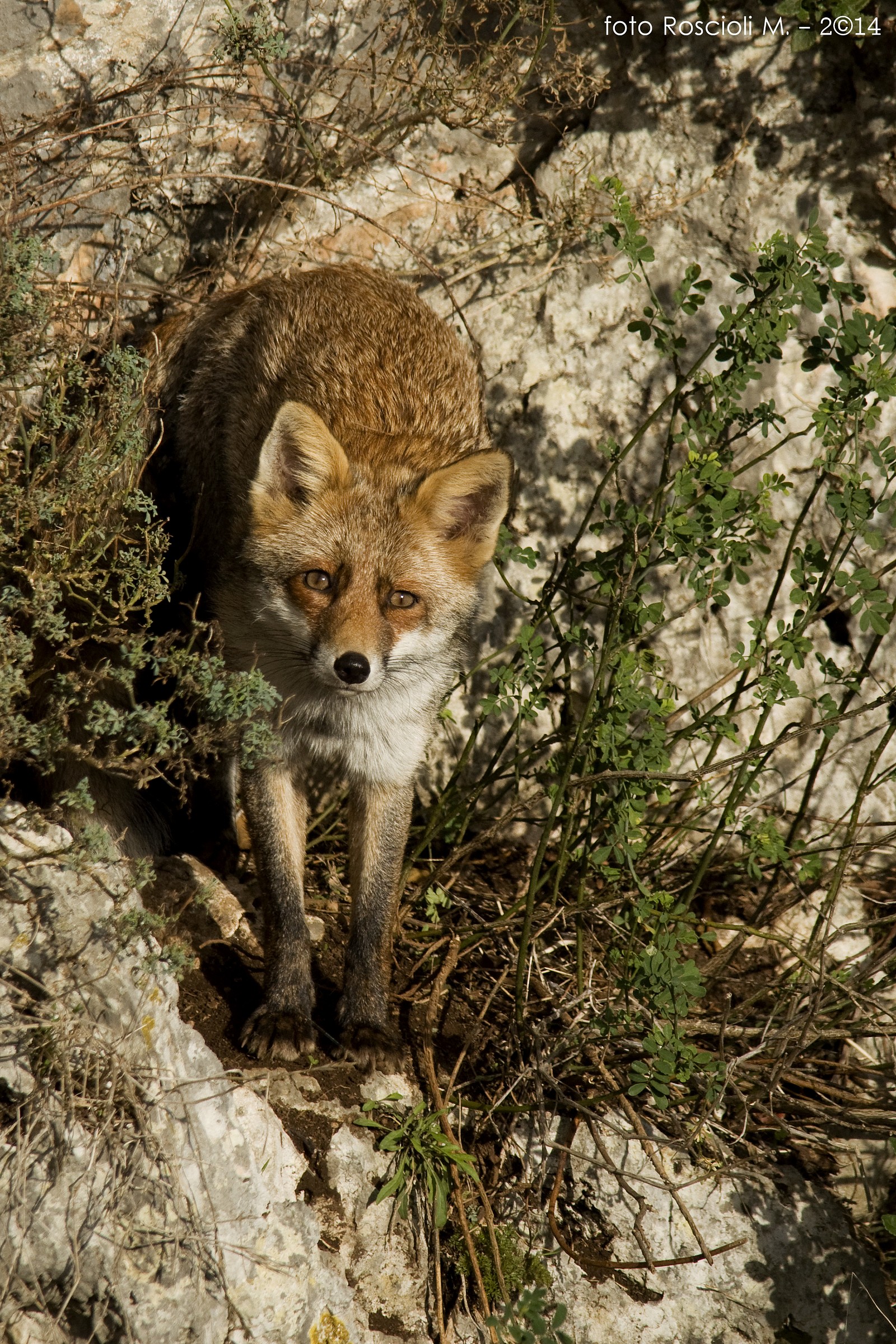Mi ha beccato....furbacchiona!
