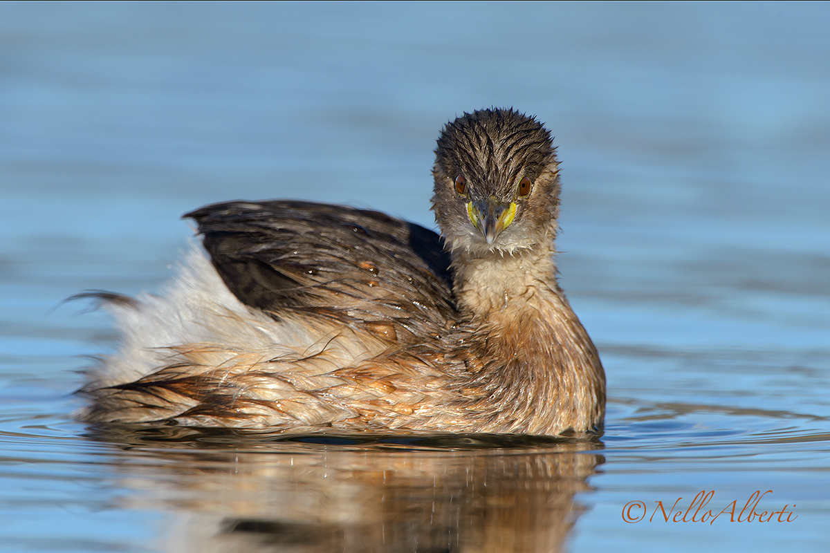 Tuffetto sguardo frontale !
