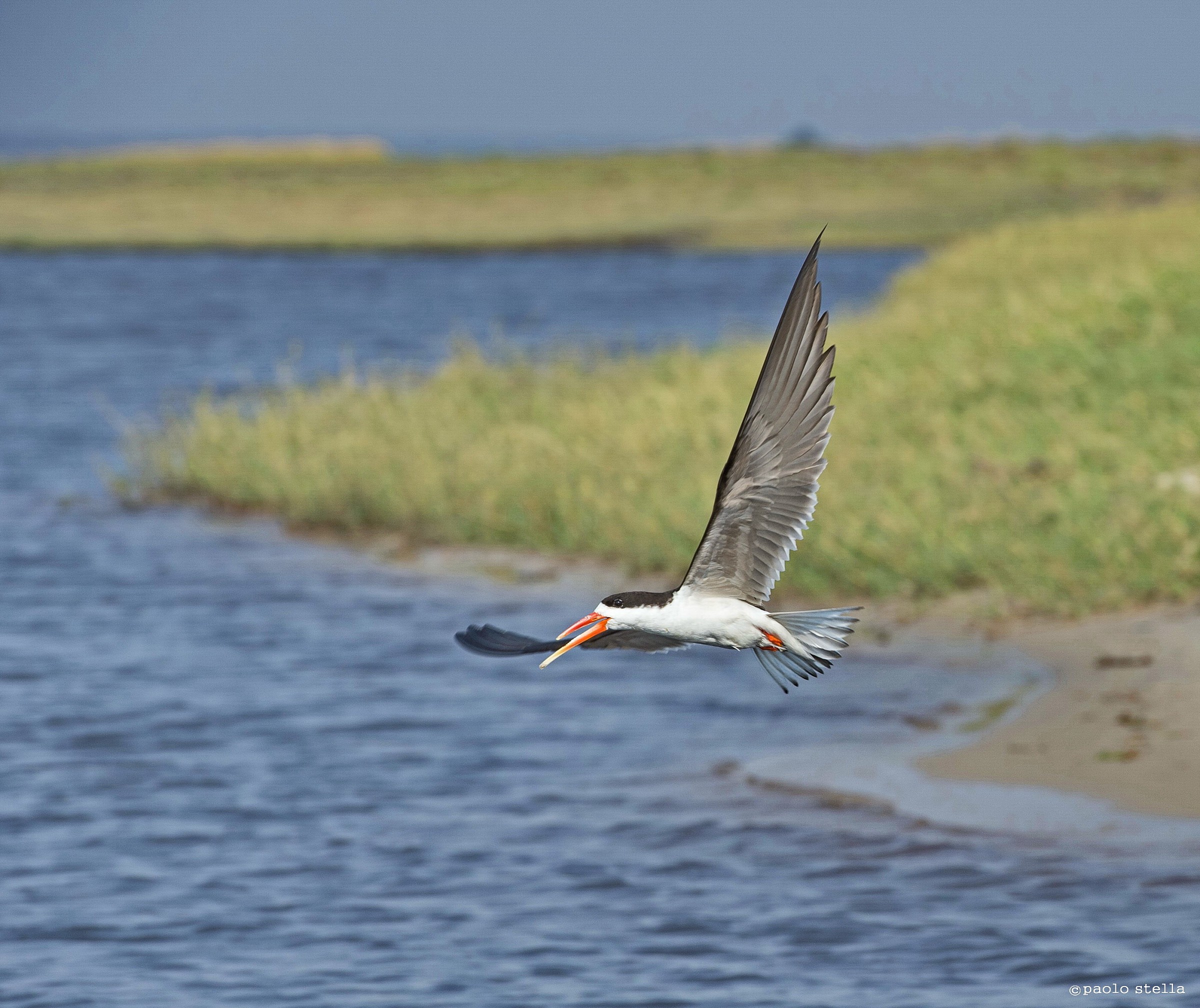 African skimmers (African skimmer)