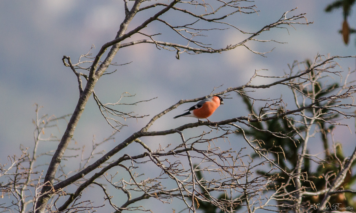 Bullfinch (Pyrrhula pyrrhula) male
